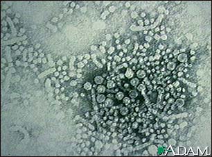Hepatitis B Virus